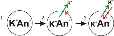 Membrane potential development