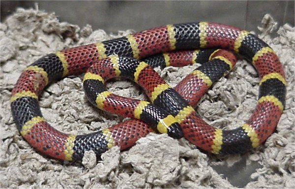 Cylindrophis - Wikipedia