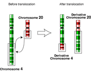 Translocation-4-20