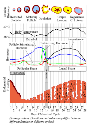 The mean scores of late luteal phase and middle follicular phase and