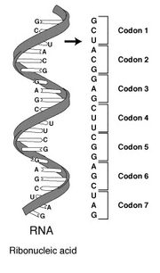 RNA-codon