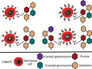 ABO blood group diagram