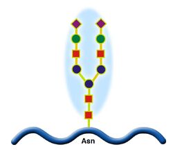 Glicoprotein