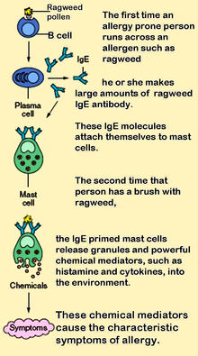 Mast cells