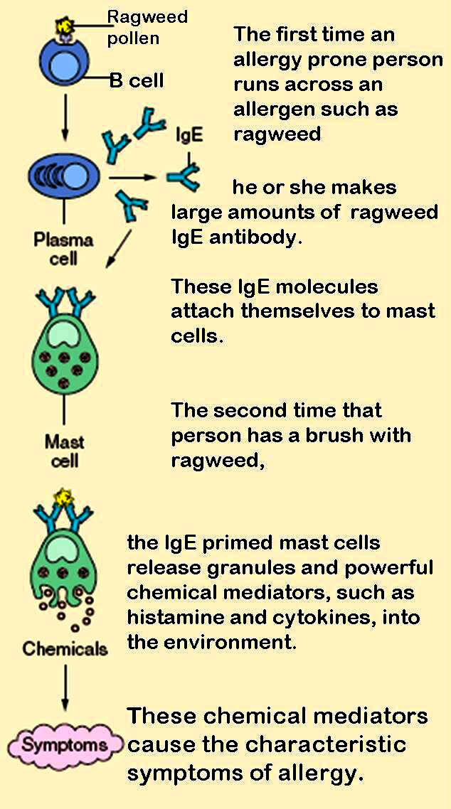 File:Antigen presentation.svg - Wikipedia