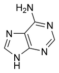 Chemical structure of adenine