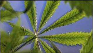File:Metal herb grinder-cannabis inside.JPG - Wikipedia