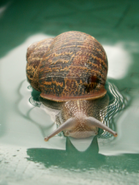 Snail in pool with reflection