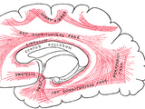 Cingulum (anatomy)