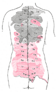 Areas of distribution of the cutaneous branches of the posterior divisions of the spinal nerves.