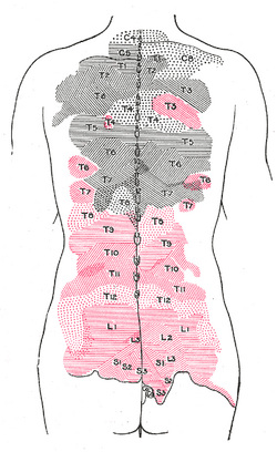 Thoracic Nerves Psychology Wiki Fandom