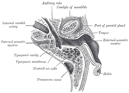 porus acusticus internus