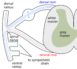 Spinal nerve