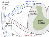 Dorsal roots