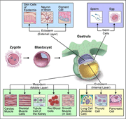 Cell differentiation