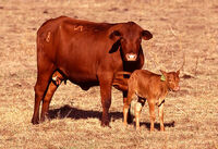 Cow with calf