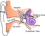 Ear-anatomy-text-small.png