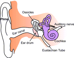 Ear-anatomy-text-small