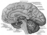 Medial aspect of a brain sectioned in the median sagittal plane.
