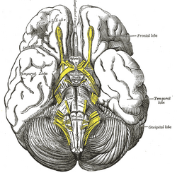 File:Cortex frontal lateral.png - Wikimedia Commons