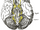 Anterior perforated substance