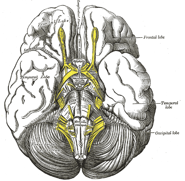 longitudinal fissure brain