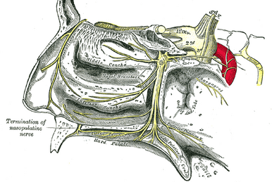 Marginal mandibular branch of the facial nerve - Wikipedia