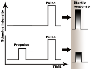 Prepulse Inhibition schematically