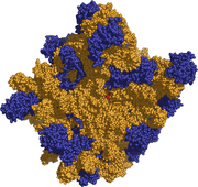 Ribosome 50s