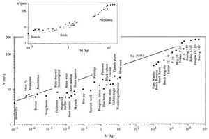 Allometric Law of Body Mass vs Cruising Speed in Constructal Theory