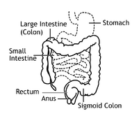 Intestine