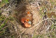 Redwings typically make ground nests