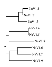 Sodium channel phylogram