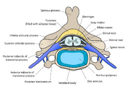 Cervical vertebra english