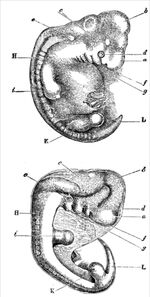 Darwin Descent - embryology