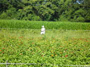 Migrant Worker by David Shankbone