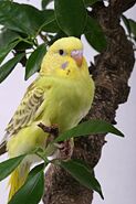 Young female Opaline-Cinnamon Olive Budgerigar