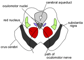 Substantia Nigra Psychology Wiki Fandom
