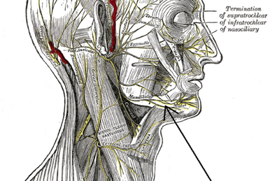 Marginal mandibular branch of the facial nerve - Wikipedia