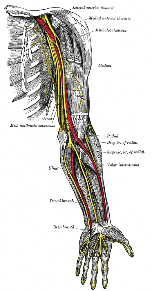 Inferior alveolar nerve - Wikipedia