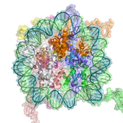 Nucleosome 1KX5 2