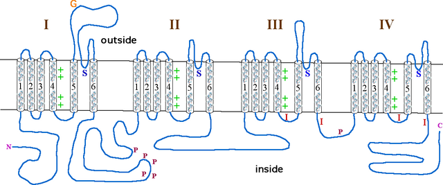 Alphasubunit sodium channel