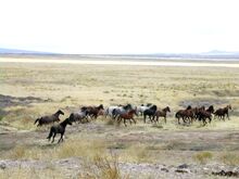 Mustang Utah 2005 2