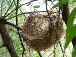 Basket style nest