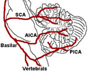 CerebellumArteries