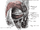 Infraorbital nerve