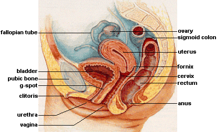 Ovaries, Psychology Wiki