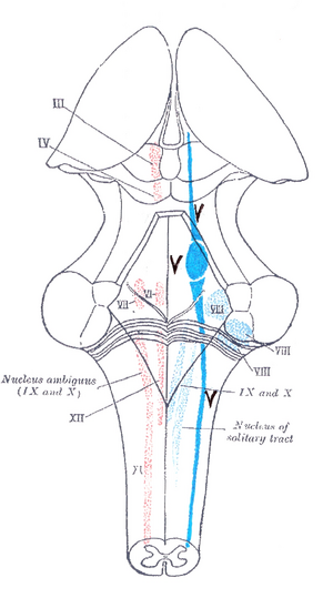 Mandibular nerve - Wikipedia