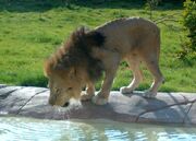 Lion drinking