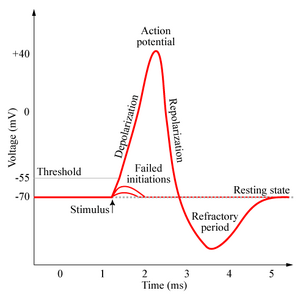 Action-potential